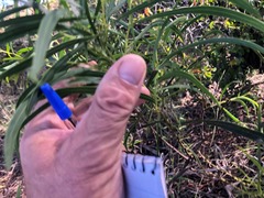 Acacia neriifolia
