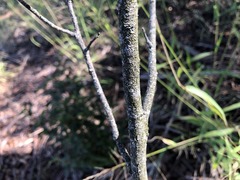 Acacia neriifolia