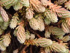 Petrosedum ochroleucum