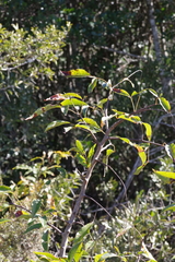 Searsia chirindensis