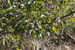 Searsia chirindensis