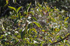 Searsia chirindensis