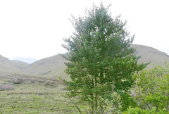 Podocarpus latifolius
