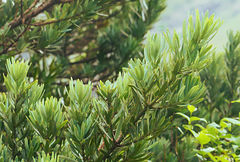 Podocarpus latifolius