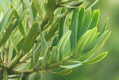 Podocarpus latifolius