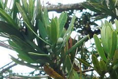Podocarpus latifolius