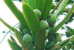 Podocarpus latifolius