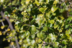 Canthium spinosum