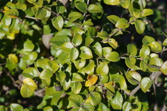 Canthium spinosum