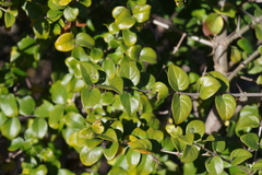 Canthium spinosum