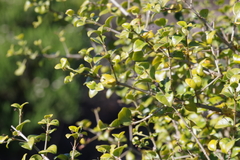 Canthium spinosum