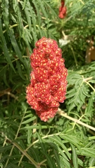 Rhus typhina