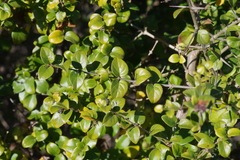 Canthium spinosum
