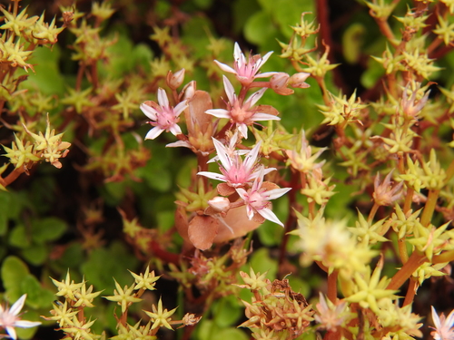 Image of Sedum lydium by (c) amantedarmanin, some rights reserved (CC BY)