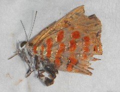 Hypochrysops apelles