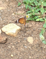 Danaus chrysippus