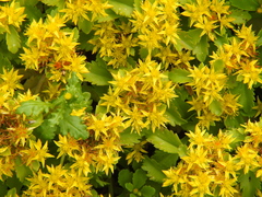 Phedimus kamtschaticus