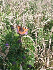 Aglais urticae