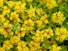 Phedimus kamtschaticus