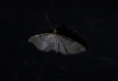 Idaea fuscovenosa