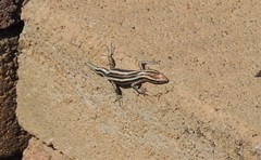 Cryptoblepharus pulcher