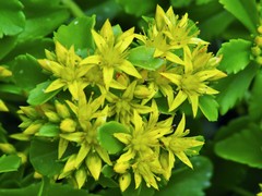 Phedimus kamtschaticus