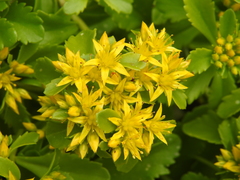 Phedimus kamtschaticus