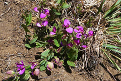 Polygala ohlendorfiana