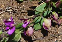 Polygala ohlendorfiana
