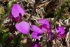 Polygala ohlendorfiana