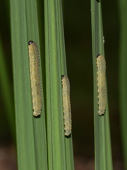 Rhadinoceraea micans