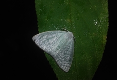 Arctornis submarginata
