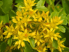 Phedimus kamtschaticus