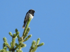 Phoenicurus coeruleocephala