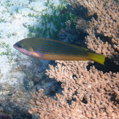 Anampses elegans