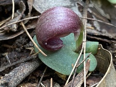 Corybas dowlingii