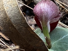 Corybas dowlingii