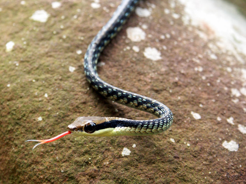 Painted Bronzeback, photo 7 of 10