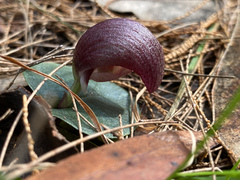Corybas dowlingii