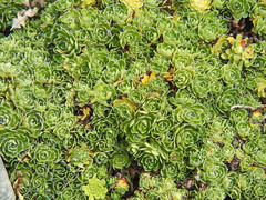 Saxifraga