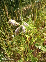 Mentha spicata — photo 3