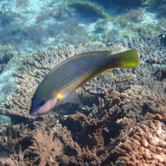 Anampses elegans
