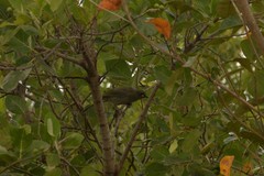 Stomiopera unicolor