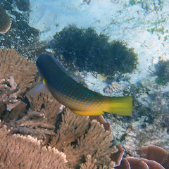 Anampses elegans