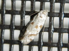 Prodelodes