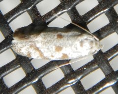 Prodelodes