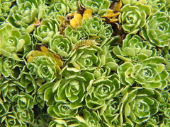Saxifraga
