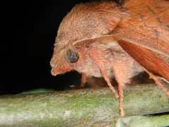 Phyllodesma joannisi