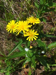 Picris japonica kamtschatica