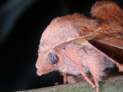 Phyllodesma joannisi